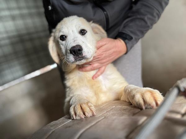 Ultimo cucciolo taglia media grande  Foto 2