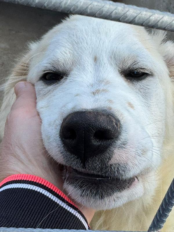 Ultimo cucciolo taglia media grande  Foto 3