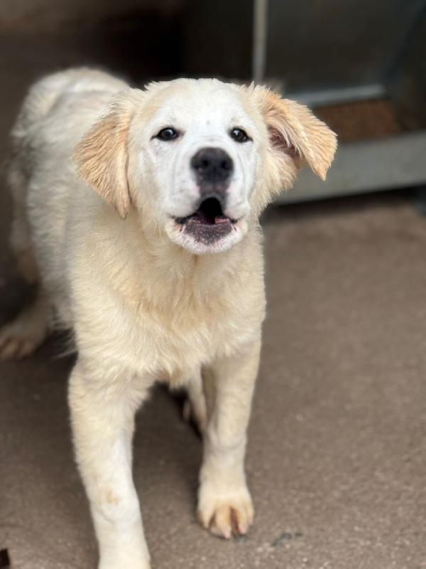 Ultimo cucciolo taglia media grande  Foto 4