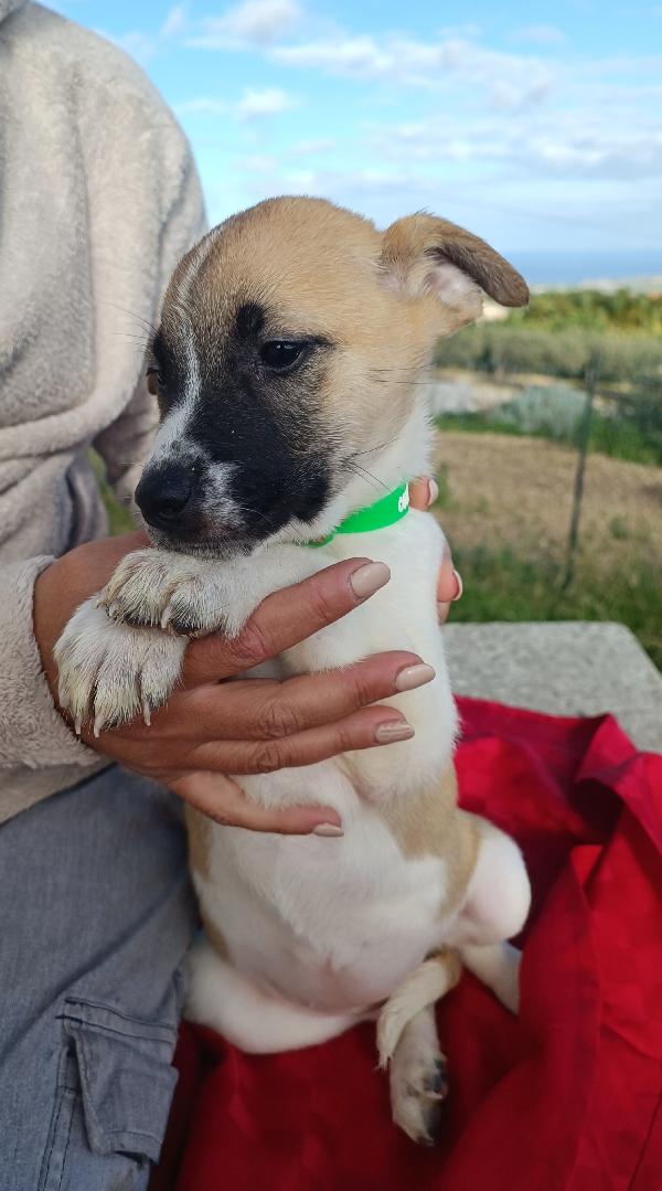 Frenchy Giocosa Cucciola