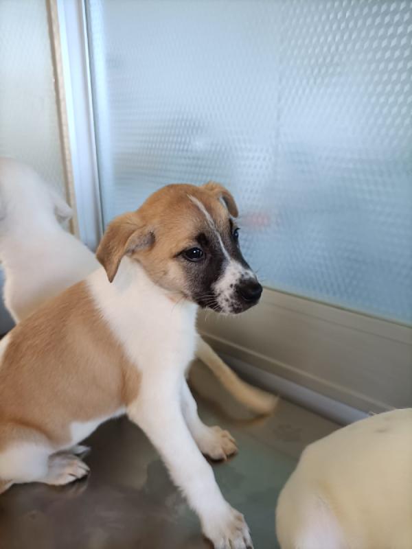 Frenchy giocosa cucciola Foto 2