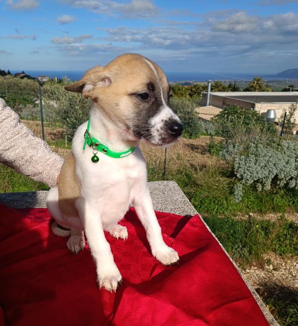 Frenchy giocosa cucciola Foto 3