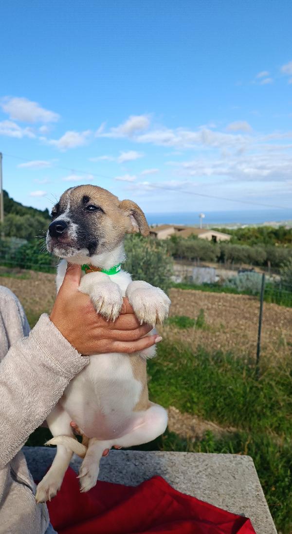 Frenchy giocosa cucciola Foto 4