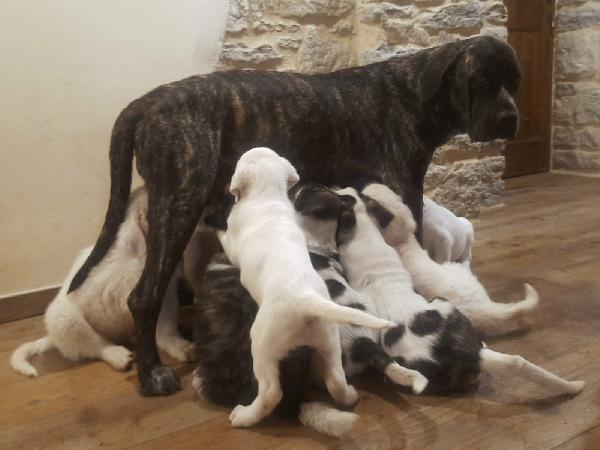 pastore maremmano abruzzese (padre) e cane corso (madre)