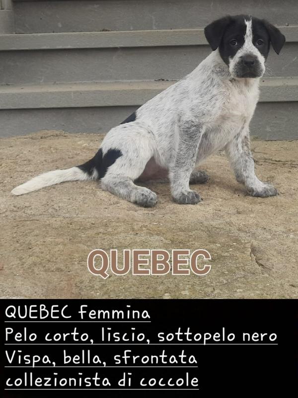 pastore maremmano abruzzese (padre) e cane corso (madre) - media 3