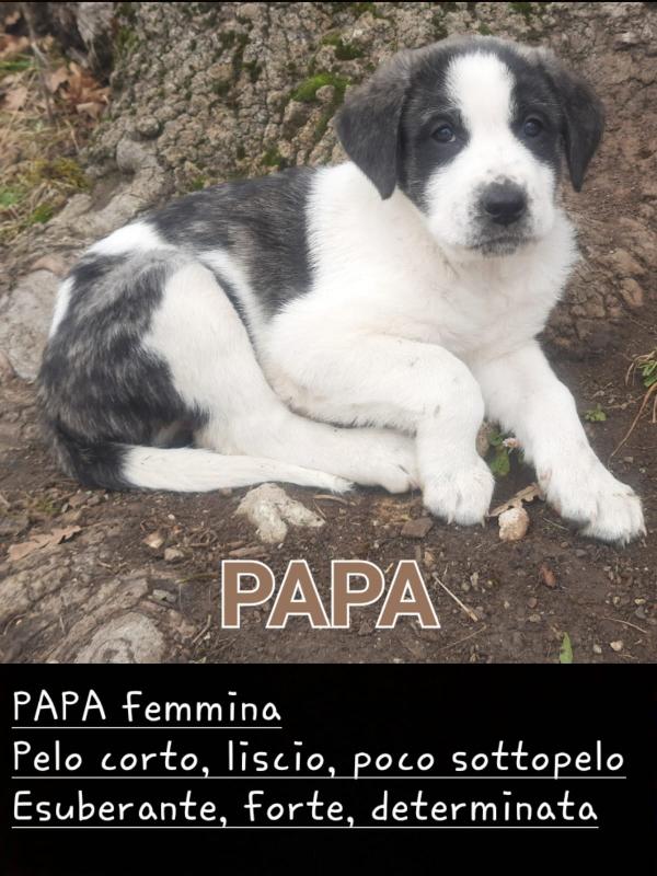 pastore maremmano abruzzese (padre) e cane corso (madre) - media 4