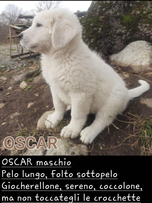 pastore maremmano abruzzese (padre) e cane corso (madre) - media 5