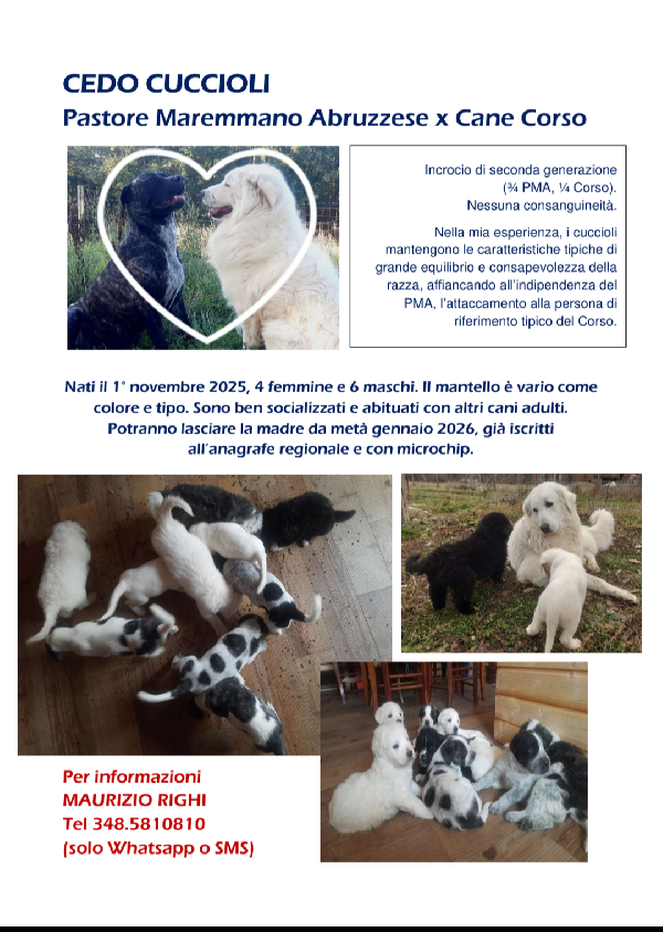 Pastore Maremmano Abruzzese E Corso