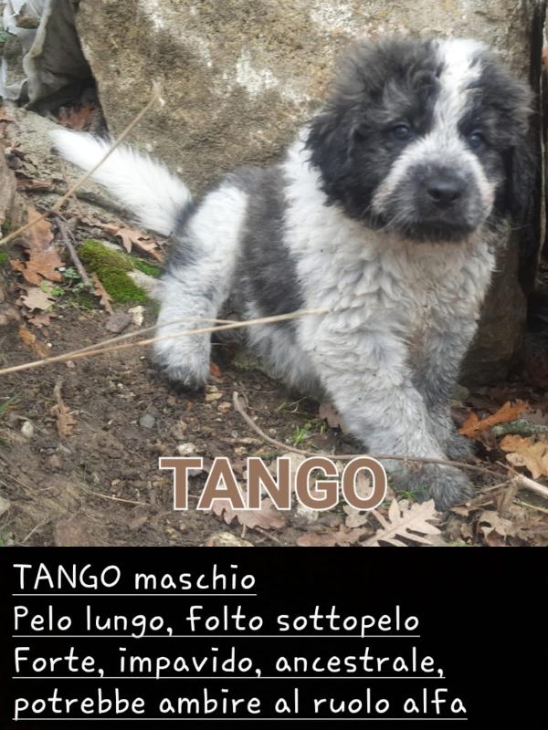 Pastore maremmano abruzzese e Corso Foto 2