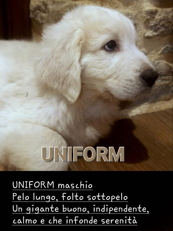 Pastore maremmano abruzzese e Corso Foto 3