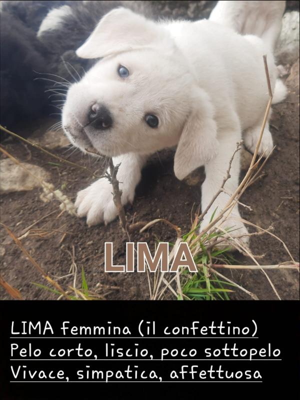 Pastore maremmano abruzzese e Corso Foto 4