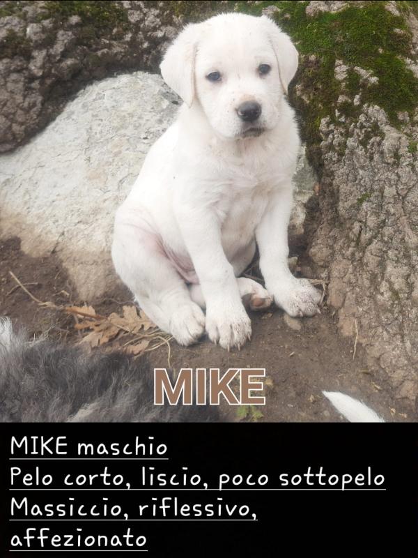 Pastore maremmano abruzzese e Corso Foto 5