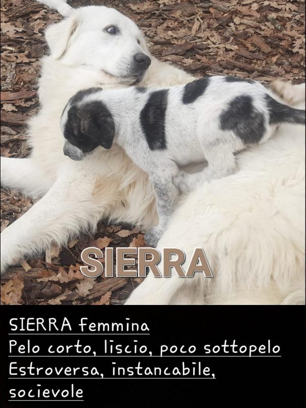 Pastore maremmano abruzzese e Corso Foto 8