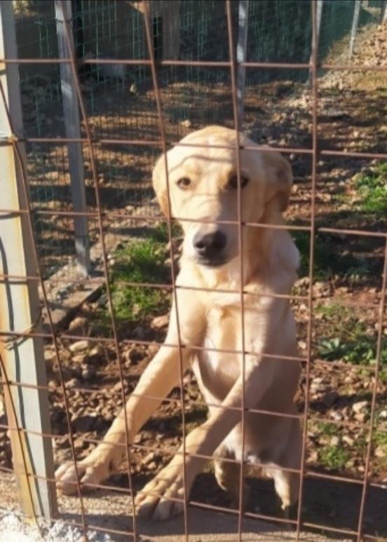 Speck 18Mesi Dal Recinto Al Canile.cosenza