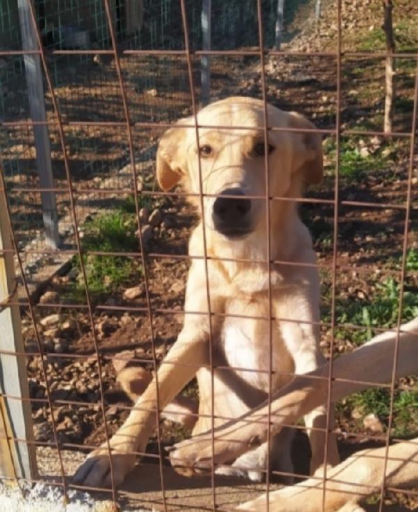 Speck 18mesi dal recinto al canile.COSENZA Foto 2