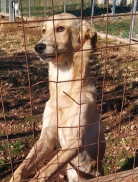 Speck 18mesi dal recinto al canile.COSENZA Foto 3