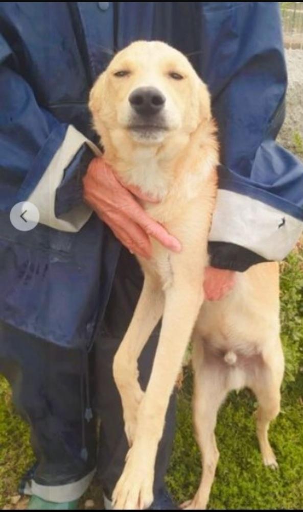 Speck 18mesi dal recinto al canile.COSENZA Foto 4