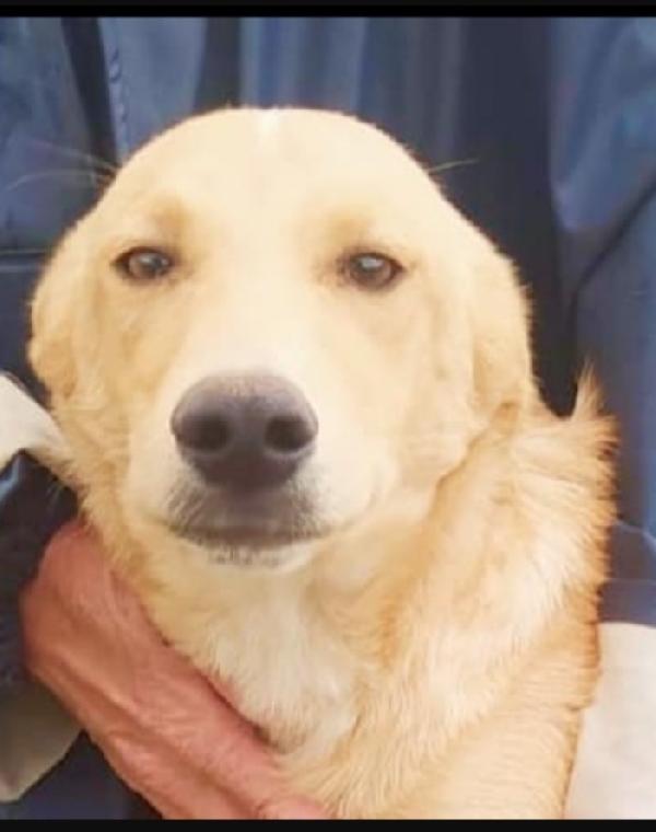 Speck 18mesi dal recinto al canile.COSENZA Foto 5