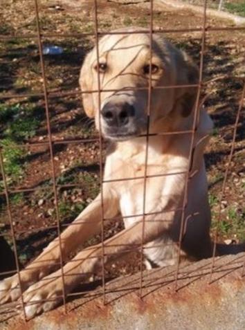 Speck 18mesi dal recinto al canile.COSENZA Foto 6