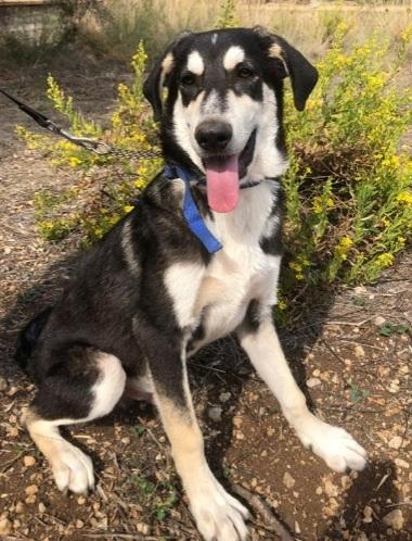 7Mesi Mix Australian Shepherd Sos Sicilia