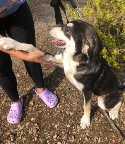7mesi mix Australian Shepherd SOS SICILIA Foto 4