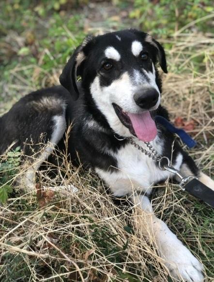 7mesi mix Australian Shepherd SOS SICILIA Foto 5