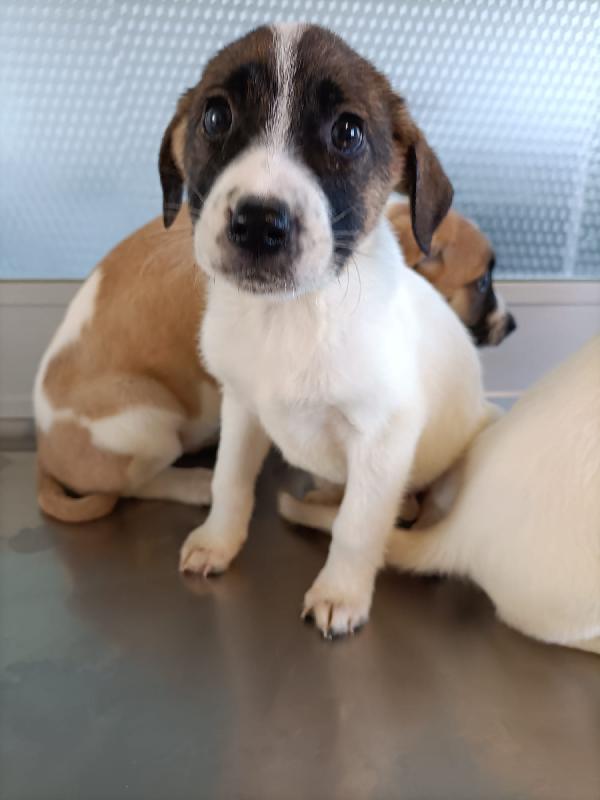 Betty 2 Mesi E Mezzo 