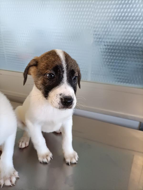 Betty 2 mesi e mezzo  Foto 2