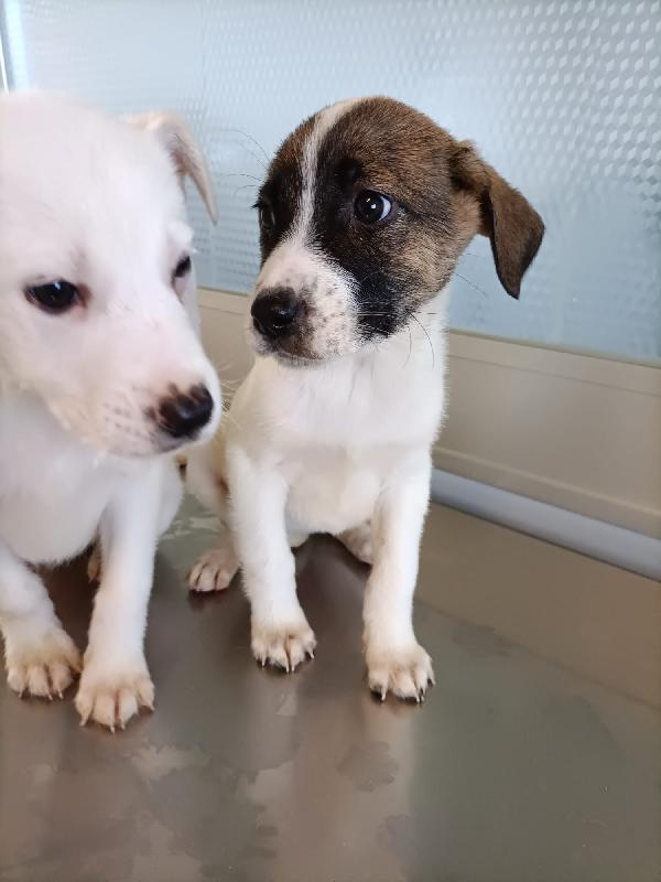 Betty 2 mesi e mezzo  Foto 3