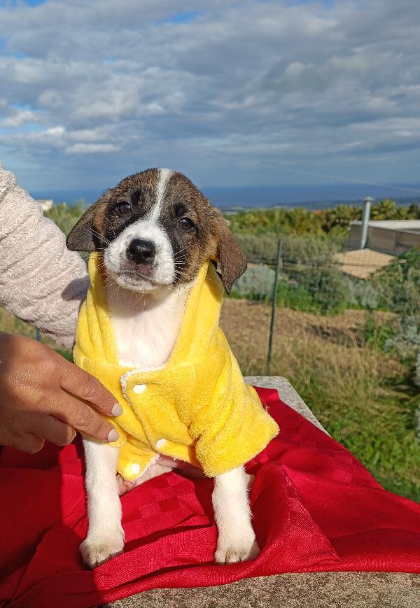 Betty 2 mesi e mezzo  Foto 5