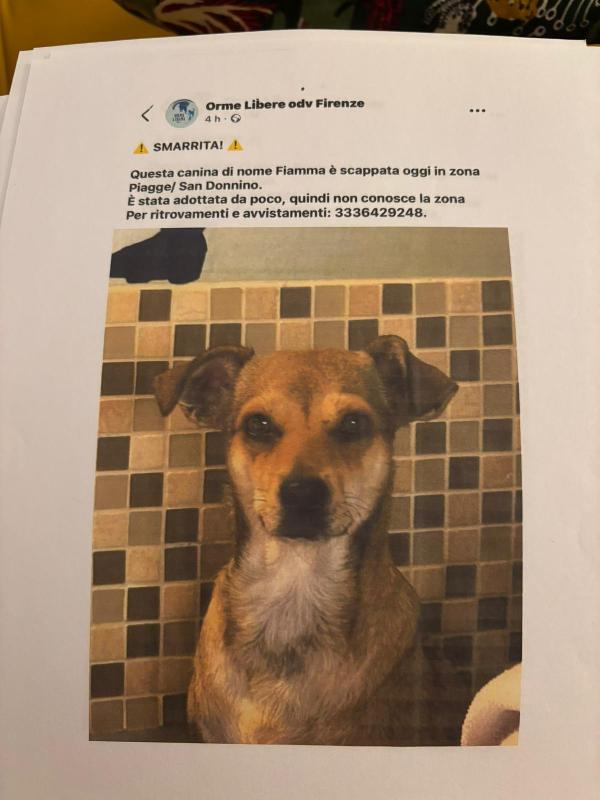 Appello Urgente Per Fiamma