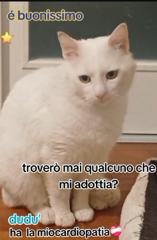 Dudu micio bianco 2anni SOS ROMA Foto 4