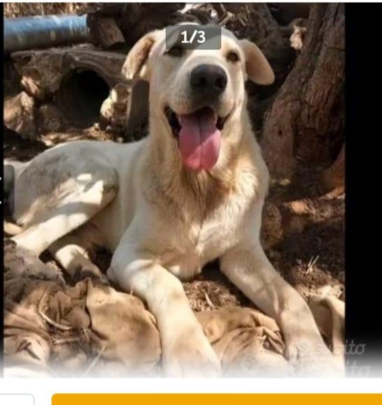 Germano 3/4Anni Cresce In Un Recinto.catania