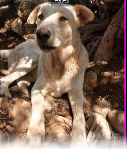 Germano 3/4anni cresce in un recinto.CATANIA Foto 2