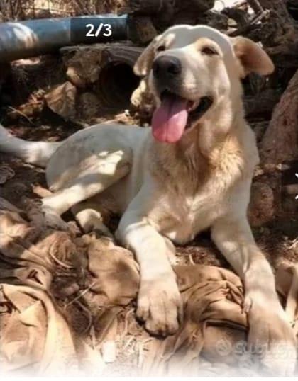 Germano 3/4anni cresce in un recinto.CATANIA Foto 3