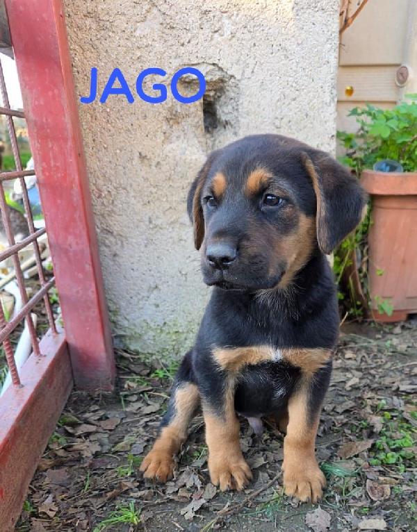 Splendidi Cuccioli Simil Lupetto 