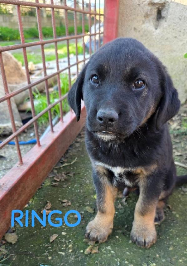 Splendidi cuccioli simil lupetto  Foto 2