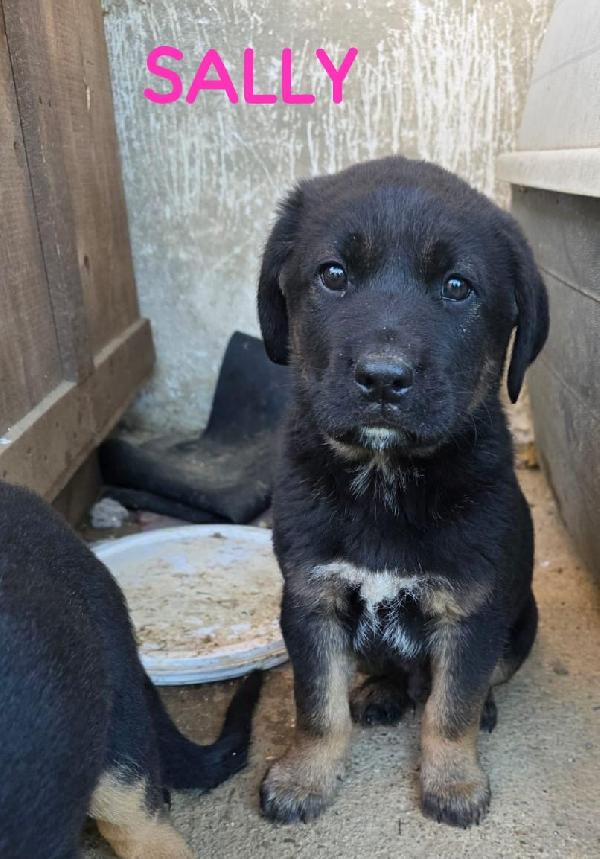 Splendidi cuccioli simil lupetto  Foto 3