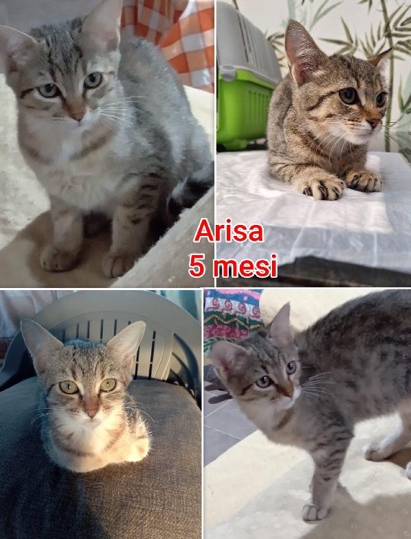 Miciottini Bellissimi 