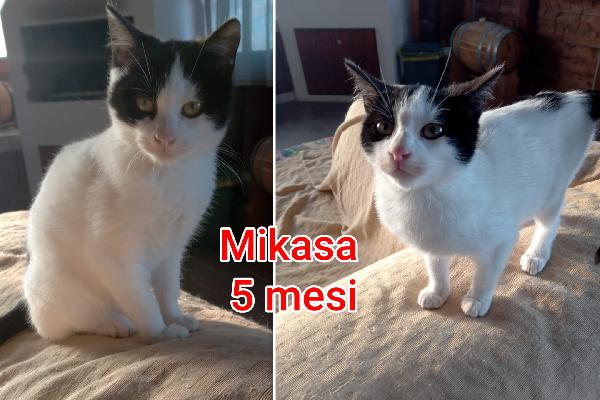 Miciottini bellissimi  Foto 3