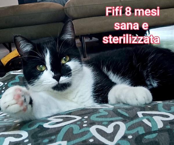 Miciottini bellissimi  Foto 7