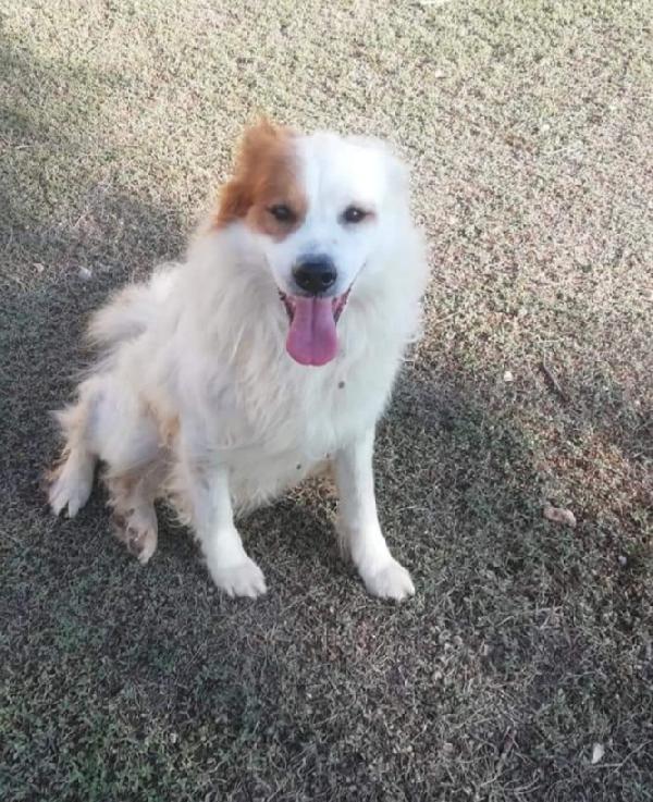 15Anni Una Vita Da 1Canile All Altro..possibile? Puglia