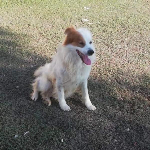 15anni una vita da 1canile all altro..possibile? PUGLIA Foto 2