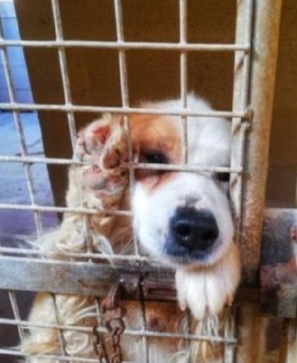 15anni una vita da 1canile all altro..possibile? PUGLIA Foto 4