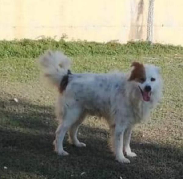 15anni una vita da 1canile all altro..possibile? PUGLIA Foto 3