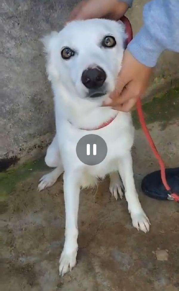 Bianchina Giovane Bianca Come La Neve E Timidina.sicilia
