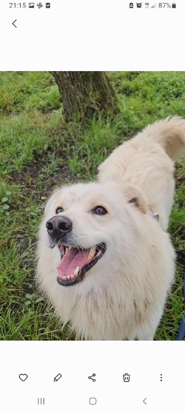 Fiorello 4anni e 1/2 da ben 2anni in canile.NOVARA Foto 5