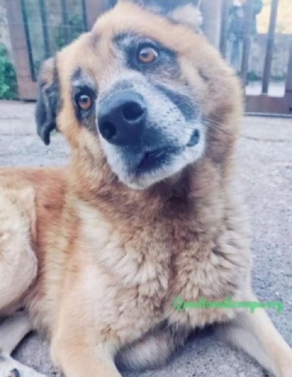 Boris Sugli 8Anni Una Vita Da Invisibile! Salerno 