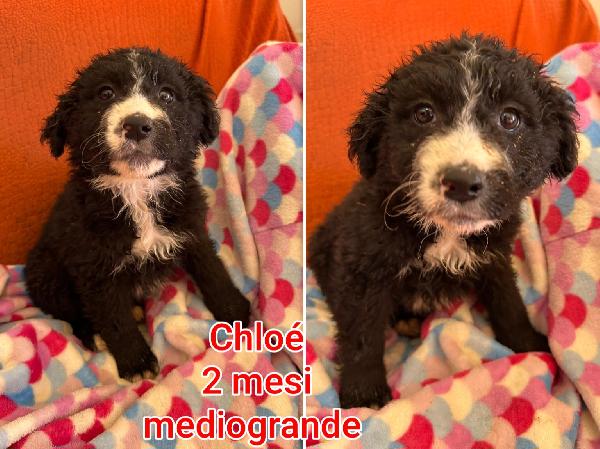 Teneri cucciolotti  Foto 4