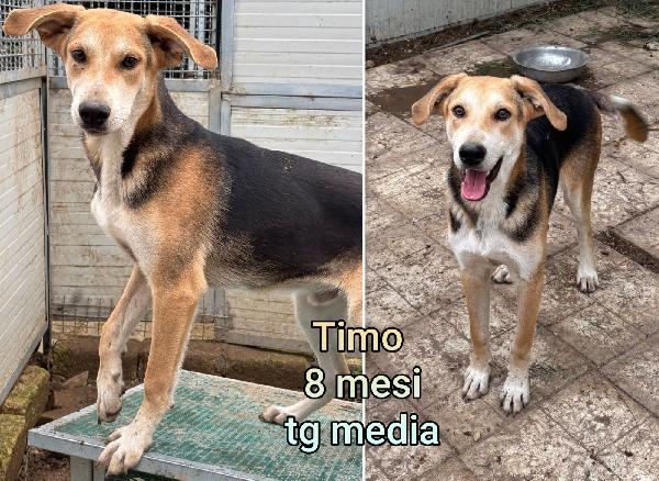 Teneri cucciolotti  Foto 6